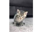 Adopt Kittens a Orange or Red Tabby / Mixed (short coat) cat in White