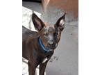 Adopt Dumbo a Black American Pit Bull Terrier / Mixed dog in Espanola
