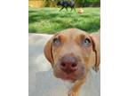 Adopt Tom Baker a Red/Golden/Orange/Chestnut Vizsla / Mixed dog in Fairfax