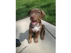 Adopt Kate Baker a Brown/Chocolate - with White Vizsla / Hound (Unknown Type) /