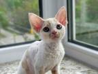 Devon Rex Alva Maxwell