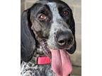 Adopt Gilda a Black Bluetick Coonhound / Mixed dog in DOWNERS GROVE