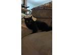Adopt Jet a All Black American Shorthair / Mixed (short coat) cat in Sioux