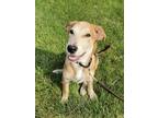 Adopt Archie a Red/Golden/Orange/Chestnut Hound (Unknown Type) / Mixed dog in
