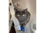 Adopt Rey a Gray or Blue American Shorthair / Mixed (short coat) cat in Spring