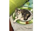 Adopt Blossom a Calico or Dilute Calico Domestic Shorthair (short coat) cat in