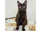 Adopt Scruffy a All Black Domestic Mediumhair / Domestic Shorthair / Mixed cat