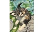Adopt Bubbles a Calico or Dilute Calico Domestic Shorthair (short coat) cat in