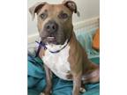 Adopt Footloose a Tan/Yellow/Fawn American Pit Bull Terrier / Mixed Breed