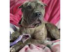 Adopt Paisley a Gray/Blue/Silver/Salt & Pepper American Pit Bull Terrier / Mixed
