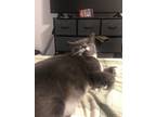 Adopt Berlioz a Gray or Blue Domestic Shorthair / Mixed (short coat) cat in