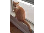 Adopt Juliet a Orange or Red Domestic Mediumhair / Mixed (short coat) cat in