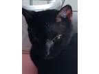 Adopt Taz a All Black Domestic Shorthair (short coat) cat in Texas City
