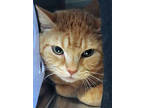 Adopt Eggs a Orange or Red Domestic Shorthair / Domestic Shorthair / Mixed cat