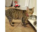 Adopt Zelda a Brown Tabby Domestic Shorthair / Mixed Breed (Medium) / Mixed