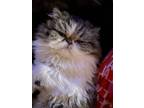 Adopt Molly a Gray or Blue Persian (medium coat) cat in Middletown