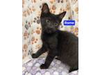 Adopt Rome a All Black Domestic Shorthair / Domestic Shorthair / Mixed cat in