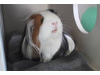 Adopt Johnson a White Guinea Pig / Guinea Pig / Mixed small animal in Steamboat