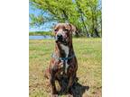 Adopt Jade a Merle Pit Bull Terrier / Mixed dog in Wichita Falls, TX (36318542)