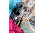 Adopt Jade a Merle Pit Bull Terrier / Mixed dog in Wichita Falls, TX (36318542)