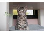 Adopt Pear a Gray or Blue Domestic Shorthair / Domestic Shorthair / Mixed cat in