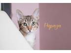 Adopt Papaya a Brown or Chocolate Domestic Shorthair / Domestic Shorthair /