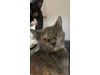 Adopt Pal a Gray or Blue Domestic Shorthair / Domestic Shorthair / Mixed cat in