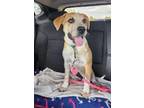 Adopt Seth a Tan/Yellow/Fawn Mixed Breed (Medium) / Mixed dog in Appleton