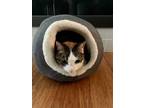 Adopt Cinnamon a Calico or Dilute Calico Calico / Mixed (short coat) cat in New