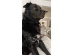 Adopt Jax a Black Border Collie / German Shepherd Dog dog in Leominster