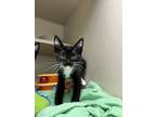 Adopt skinny pop a All Black Domestic Shorthair / Domestic Shorthair / Mixed cat