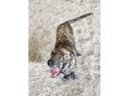 Adopt Rizzo a Brindle Catahoula Leopard Dog / Mixed dog in Gray, LA (37966902)