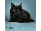 Adopt Onyx a All Black Domestic Longhair / Domestic Shorthair / Mixed cat in
