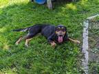 Adopt Veda a Black Mixed Breed (Medium) / Mixed dog in Ashtabula, OH (38925917)
