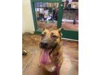 Adopt Wiggles a Red/Golden/Orange/Chestnut Shepherd (Unknown Type) / Mixed dog