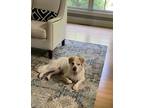 Adopt Beau a White - with Tan, Yellow or Fawn Retriever (Unknown Type) /