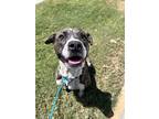 Adopt Lyra* a Brindle Mixed Breed (Large) / Mixed dog in Anderson, SC (38890991)