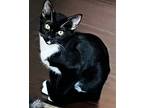 Adopt Tux a Black & White or Tuxedo Domestic Shorthair (short coat) cat in