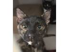 Adopt Queen a All Black Domestic Mediumhair / Domestic Shorthair / Mixed cat in