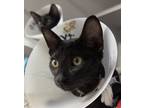 Adopt Vicky a All Black Domestic Shorthair / Domestic Shorthair / Mixed cat in