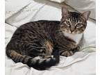 Adopt Princess a Brown Tabby Domestic Shorthair / Mixed cat in Saint Louis