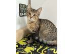 Adopt Tracy Catman a Brown or Chocolate Domestic Shorthair / Domestic Shorthair