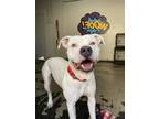 Adopt Chubs a White American Staffordshire Terrier / Mixed dog in San Antonio