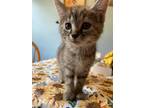 Adopt Jinxy a Tiger Striped Domestic Mediumhair (medium coat) cat in Flint