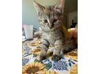 Adopt Tippy a Tiger Striped Domestic Mediumhair (medium coat) cat in Flint