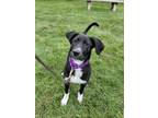 Adopt Abby a Black Retriever (Unknown Type) / Mixed dog in Woodstock