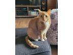 Adopt Buttercup a Orange or Red Domestic Mediumhair / Mixed (medium coat) cat in