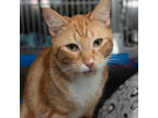 Adopt Weasley a Orange or Red Domestic Shorthair / Domestic Shorthair / Mixed