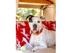 Adopt Meatball a White Mixed Breed (Large) / Mixed dog in Knoxville