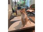 Adopt George a Orange or Red Tabby Domestic Shorthair (short coat) cat in